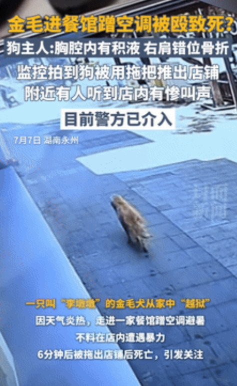 争议太大了！”湖南，金毛从家中“越狱”，想在餐厅蹭空调却被打致死！事后爱宠人士网
