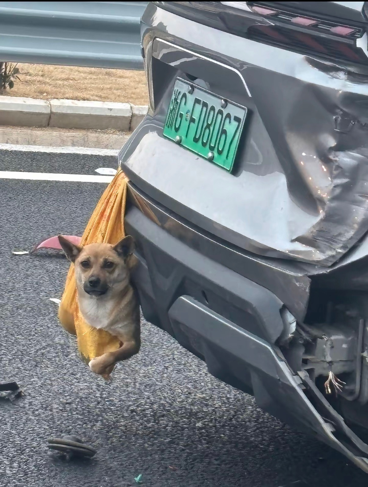 狗子：刚才差一点就嘎了