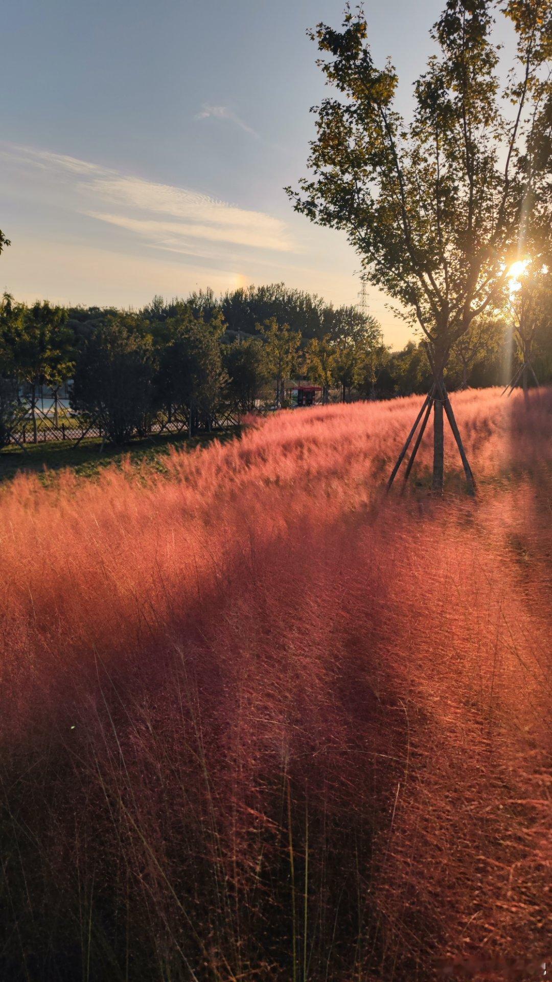 京城紫岸公园粉黛秋色  北京秋意浓浓摄影​​​​