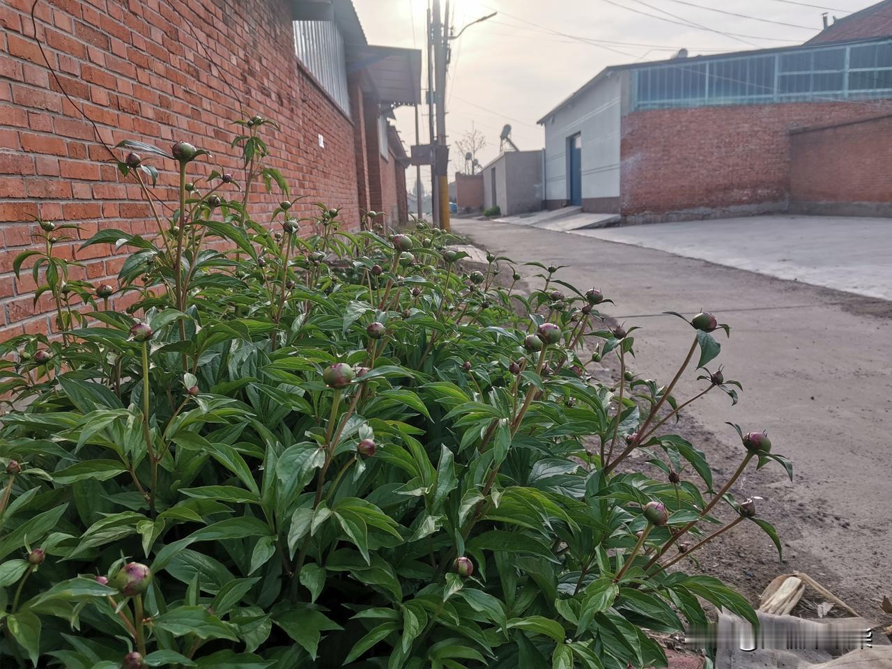 谷雨时节，村庄里街角点缀的花花草草。