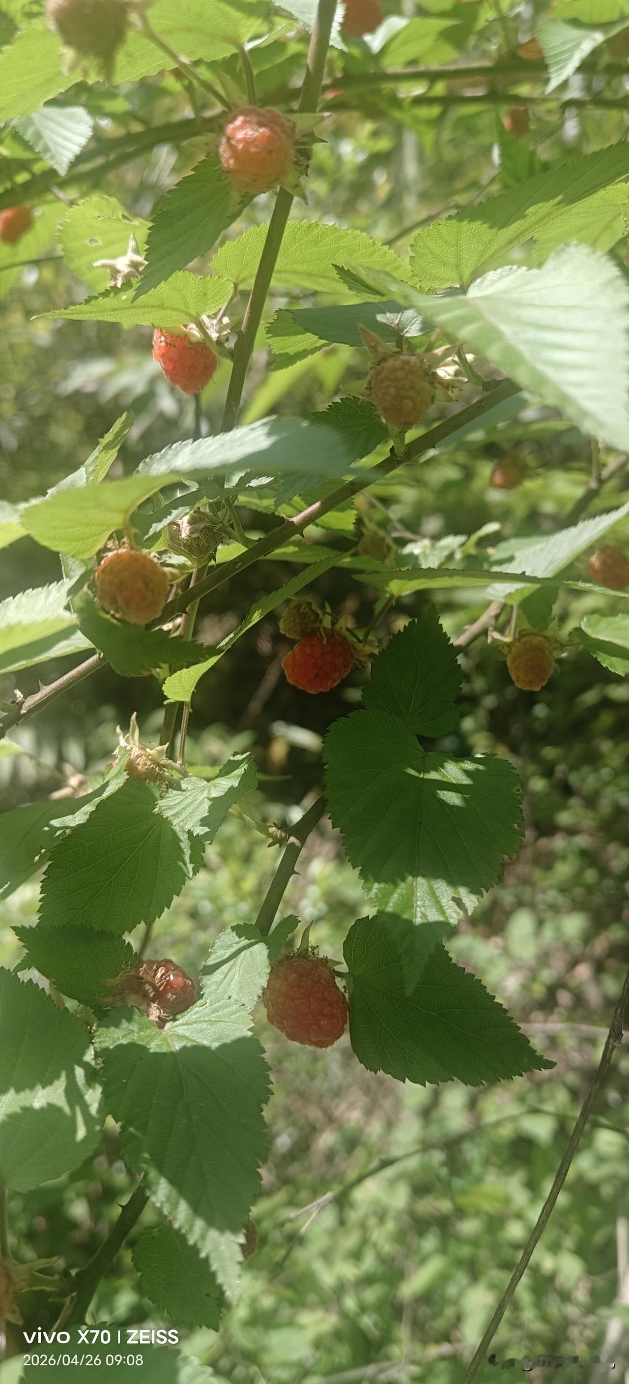 漫山遍野的野树莓，是春天给山里人的专属甜份！今天进山，被漫山遍野的红果子狠