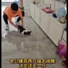 狸花猫的