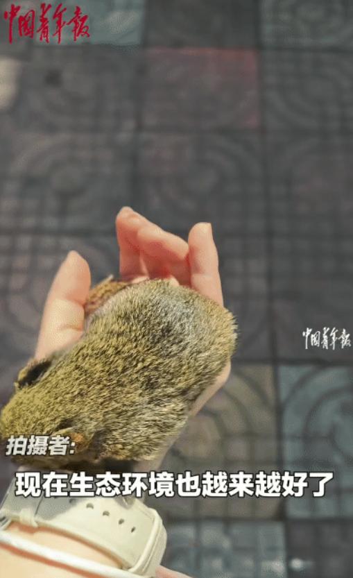 “笑不活了！”四川攀枝花，女孩去考试的途中，突然，一只小松鼠趴在她的脚上不走。她