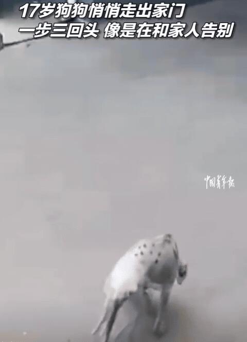 泪目！陕西宝鸡，17岁狗狗出门散步，当走到门口时，狗狗突然不动了！竟然趁着主人不