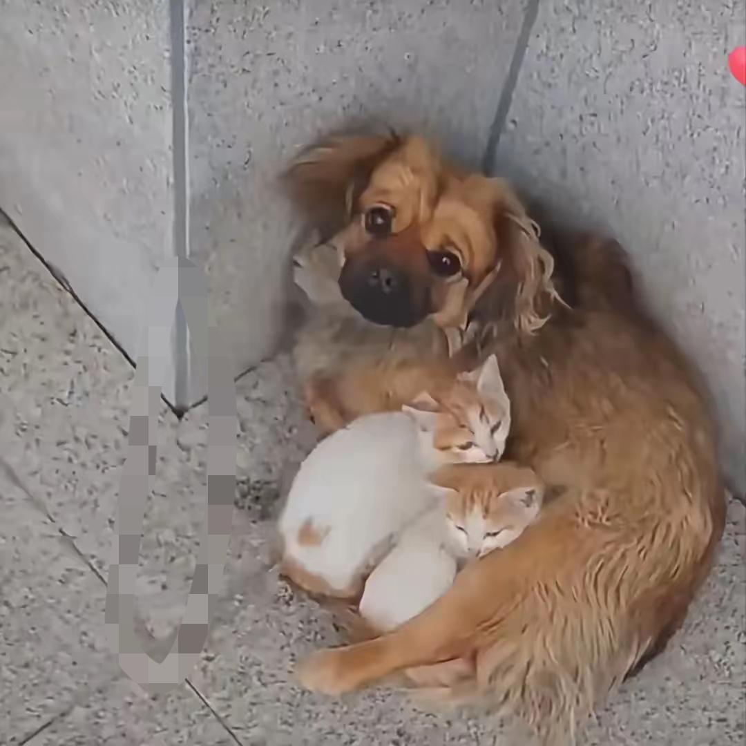 墙角捡到的两个小家伙，狗狗把小猫护在了怀里在墙角角落偶遇这一幕，让人心里瞬间