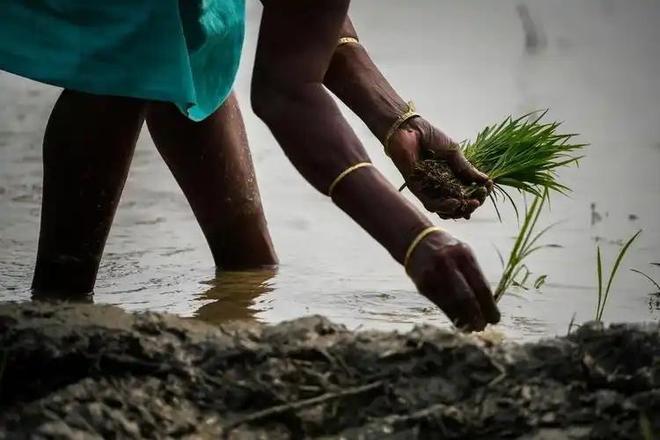 800万吨缺口压垮印度！印度农民迪利普·帕蒂达尔，在黑市花35元买下平时26.6