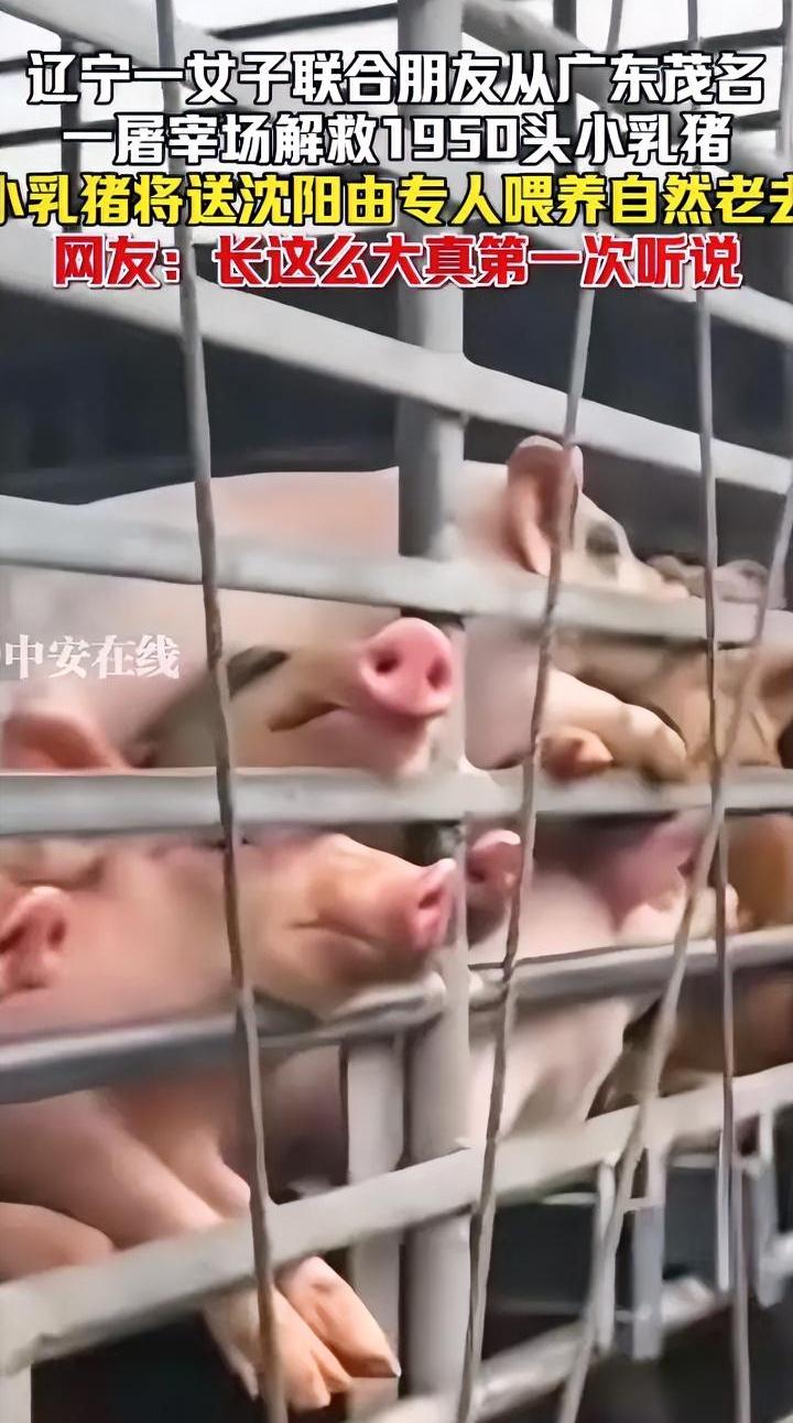 解救1950头乳猪，是为了行善？还是为了炒作？近期一女子从广东茂名某屠宰场解救