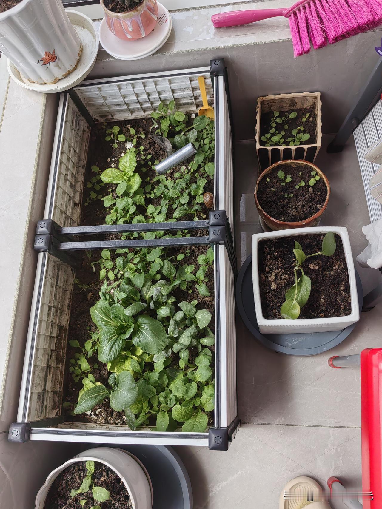 闲来无事，养花种菜真的可以治愈我的无聊，只有每天育苗，种菜养花，才能真正的让我放
