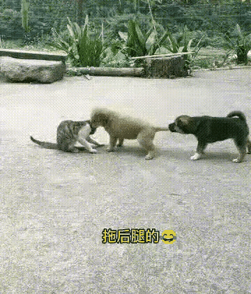 网友震惊：天呐，小黑够了，你到底是不是卧底啊！