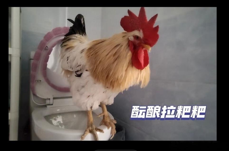 今天是什么日子，一家上演全武行，穿着绿油油的衣服大喊是别人的粉丝，一家扬言要掀桌