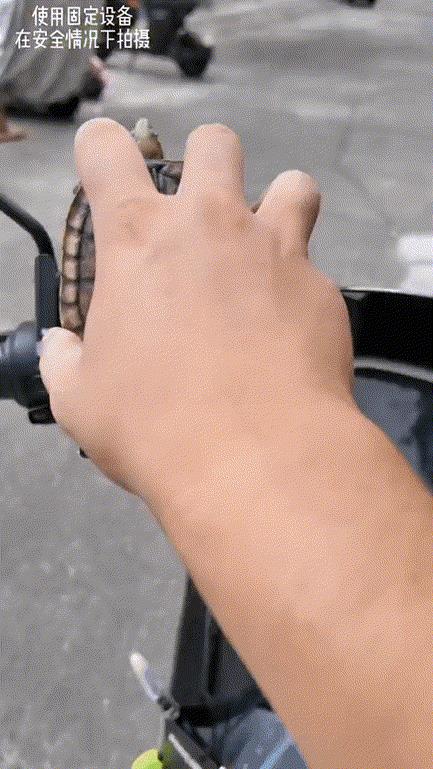 龟：兔子呢！把兔子叫来！！