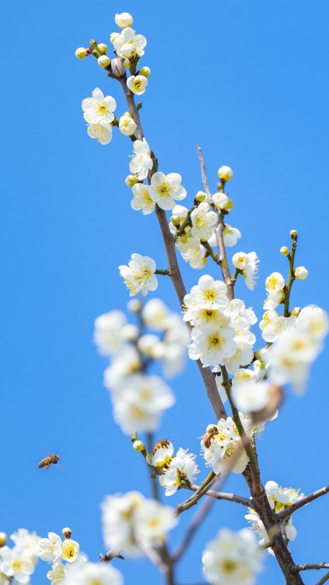 𝙎𝙥𝙧𝙞𝙣𝙜🍃｜杳杳春来时｜春天壁纸分享ˎ🪻ˊ˗˖⸂‎⟡?