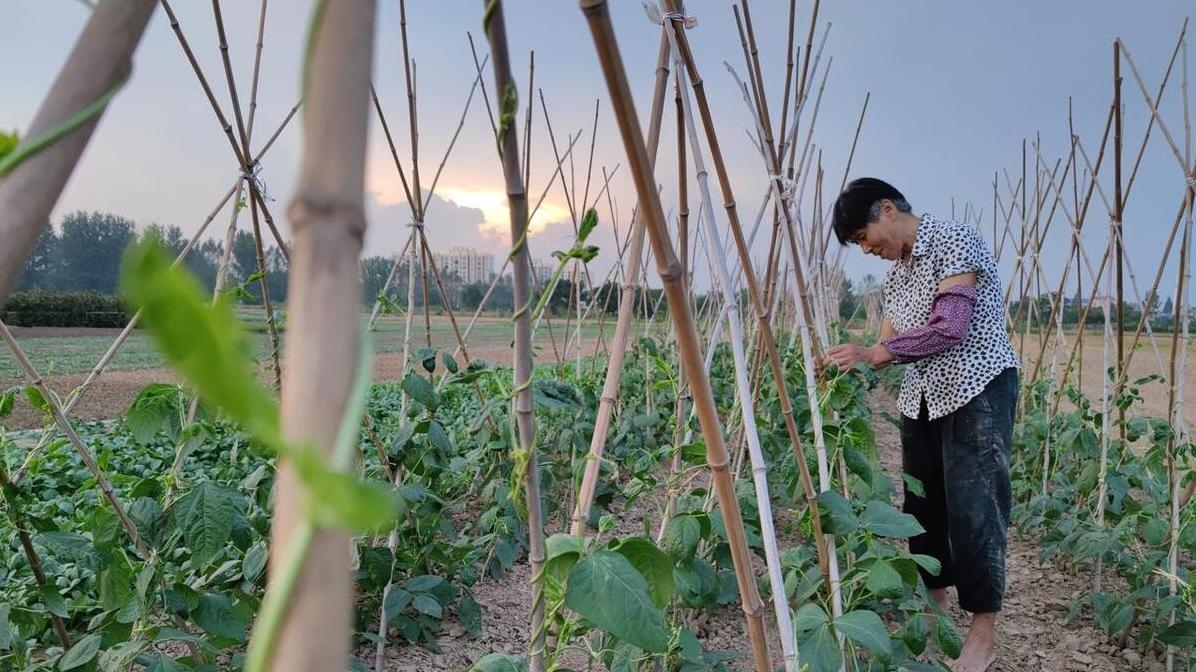 种土豆、豆角、黄瓜时, 你会留几棵苗? 看看专家怎么说