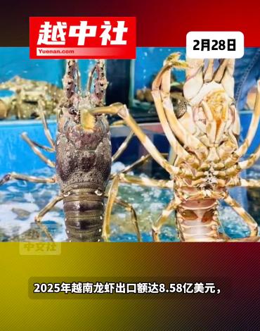 越南成为中国最大的龙虾出口国！2025年越南龙虾出口额达8.58亿美元，中国