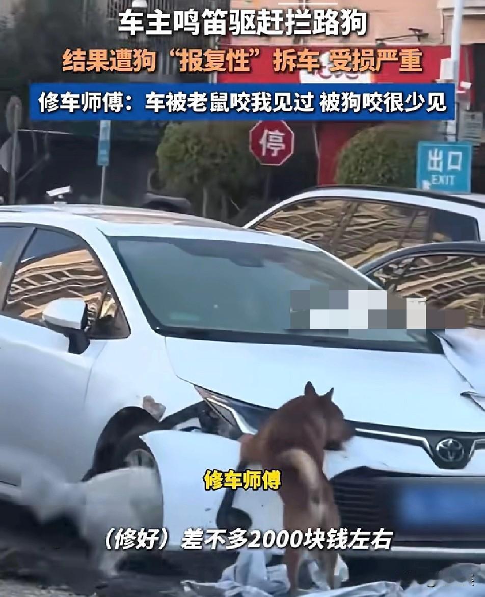 笑不活又心疼！1月8日广州发生了件稀罕事车主开车时遇到两只狗拦路鸣笛