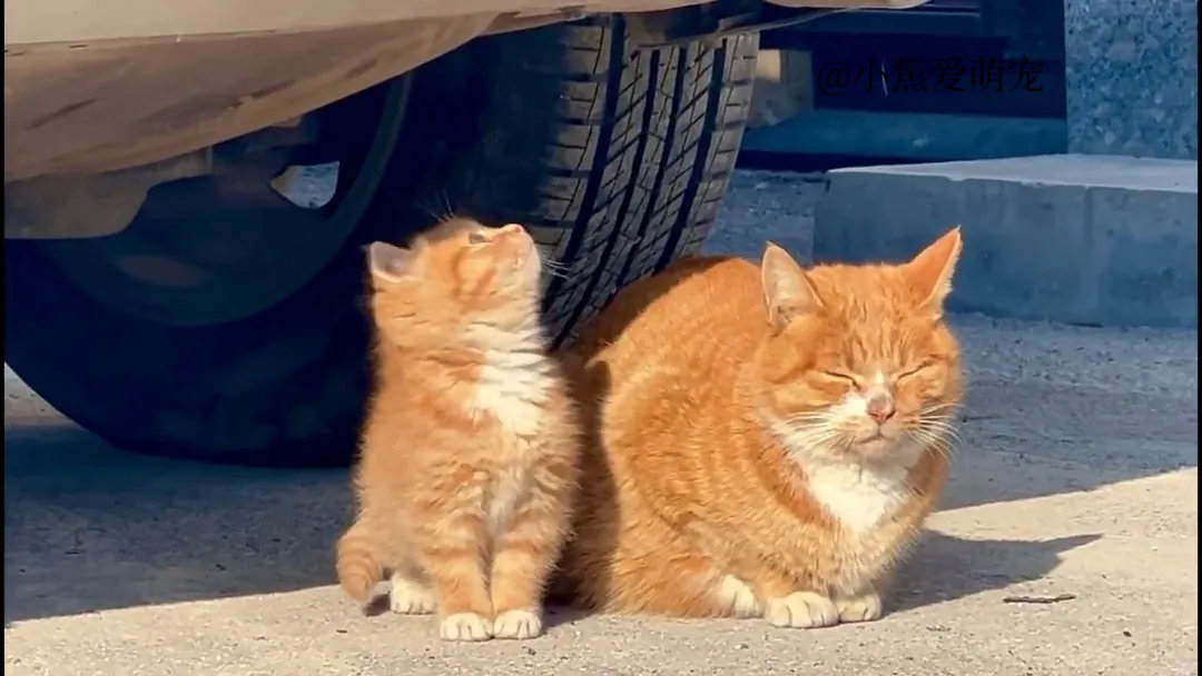 猫妈妈带着小橘子晒太阳，在阳光的照射下橘里橘气的！网友：像极了我和我的妈妈，好可