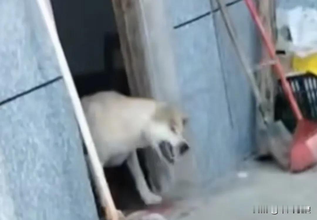养了三年的狗狗，男主人突然离世。他的妻子不喜欢养狗，便把狗狗卖给了狗贩。狗狗挣扎