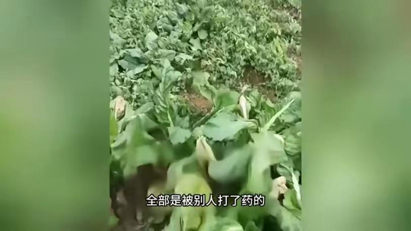 12月15日，四川达州一个普通菜篮子，差点成为夺命凶器。如果不是女儿的一个无意之