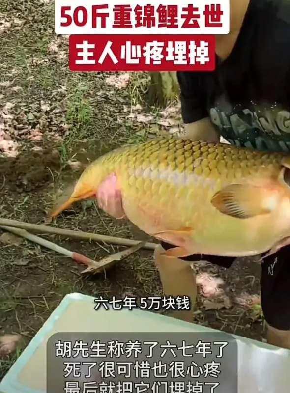 太心疼了！6月30日，一名男子开车从浙江送两条锦鲤前往辽宁，谁料经过青岛时，两条