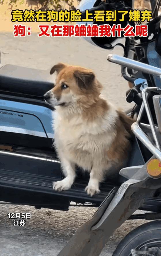 笑不活了！江苏这只“小醋包”狗狗，把“吃货的傲娇”演绎得淋漓尽致！主人带它去