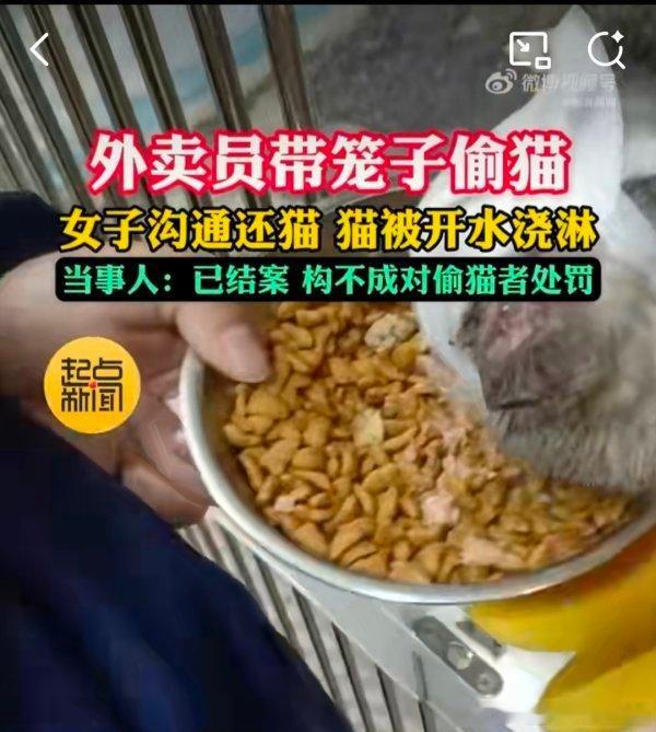 虐猫男不违法