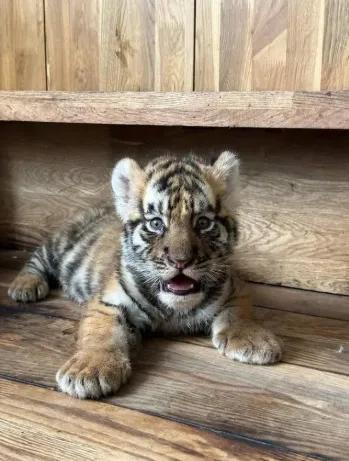 你说气不气人？花两千多块认养一只东北虎，当了两年云家长，结果老虎死了两个多月，园