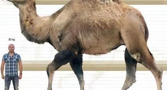 很多人以为剑齿虎、巨鬣狗就是远古时期的顶级猎手。那是因为他们没见过真正的“巨无