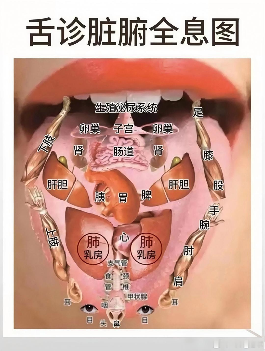 湿在表用藿香佩兰，湿在肌用苍术白术，湿在骨用独活威灵仙，湿在经络用防己秦艽，中医