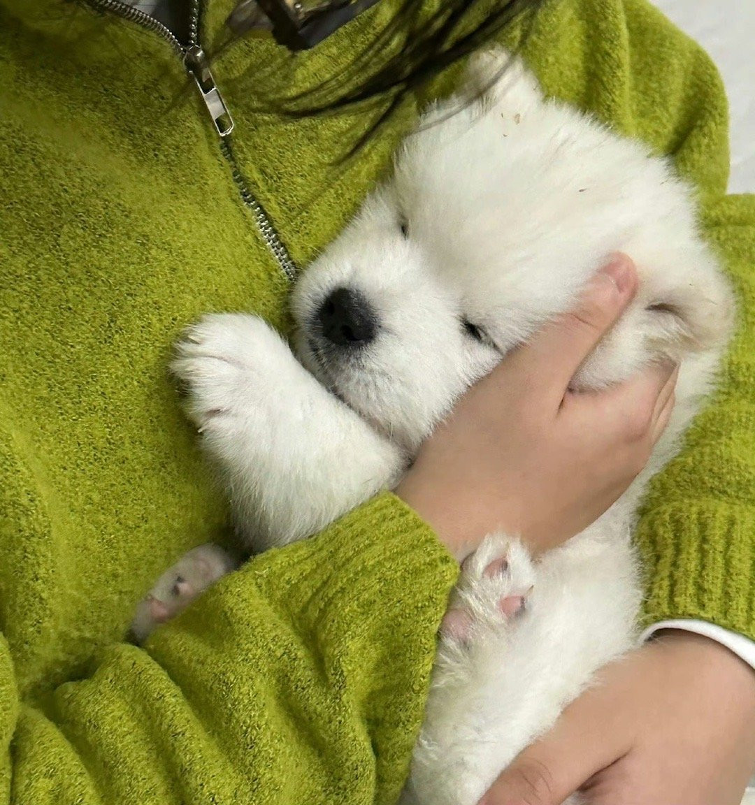 小狗为什么一直在睡觉，因为在长身体耶​​​