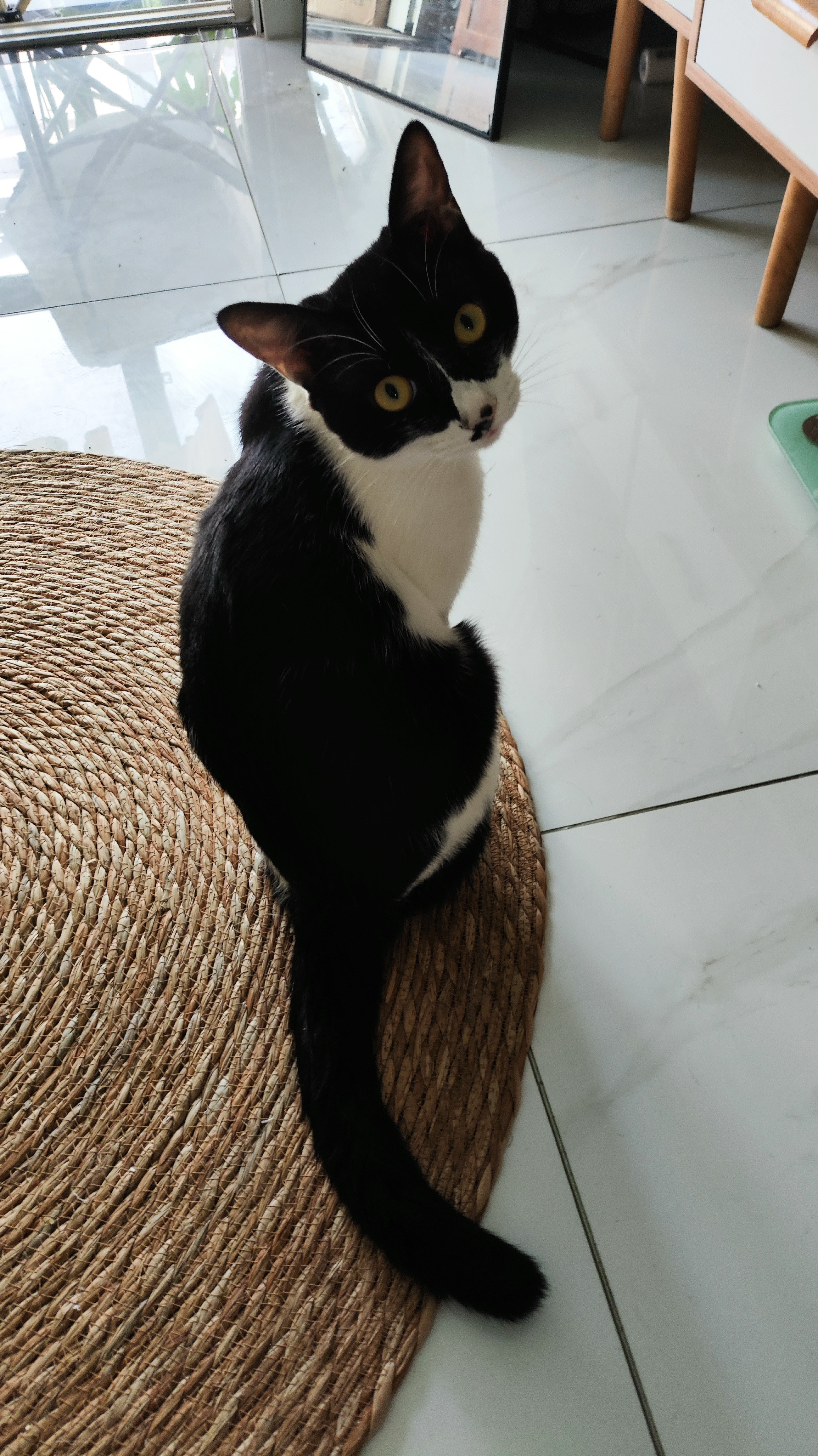 回头看的猫咪，好萌呀太热了，在家陪猫咪开开心心