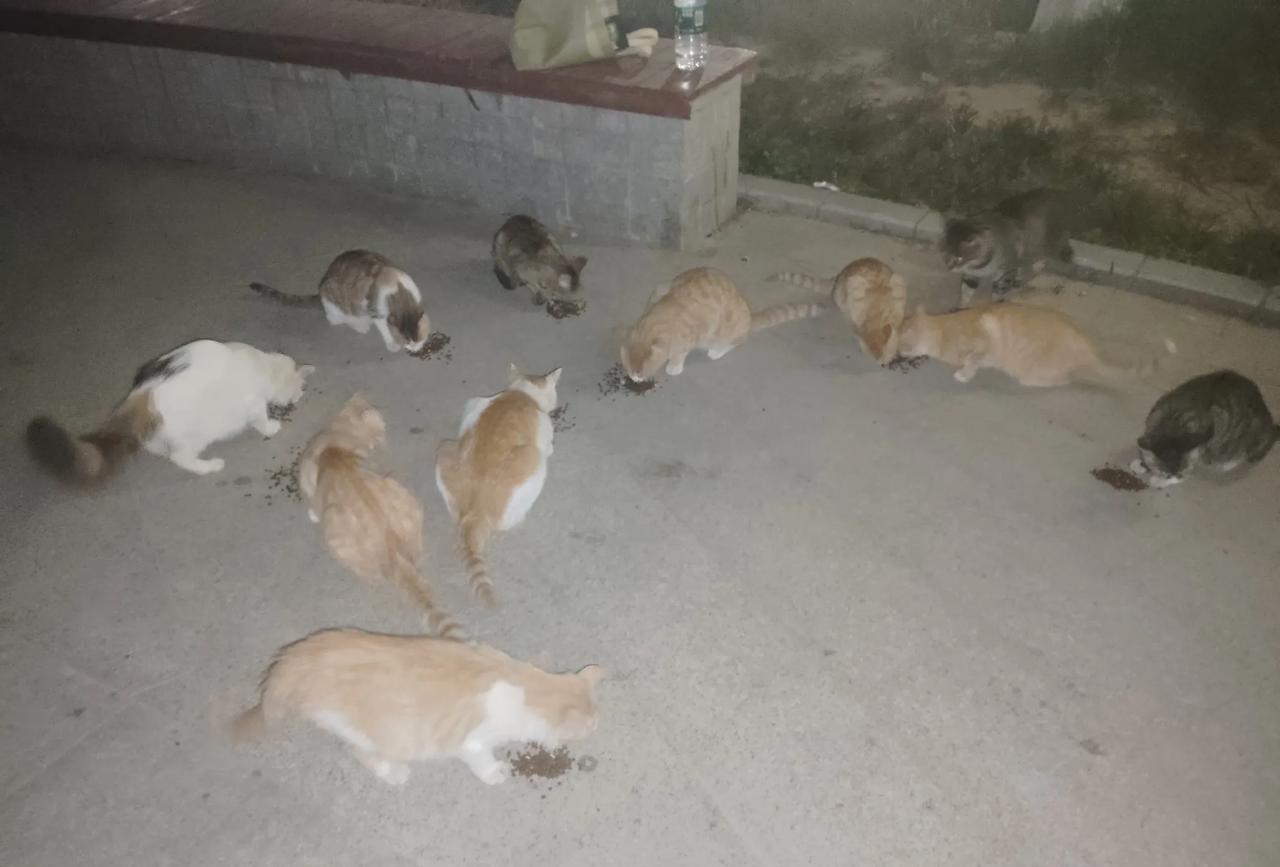 小区偶遇投喂猫猫的大姐声音温柔，带着猫粮，带着水唤着每一只小猫居然都有名字