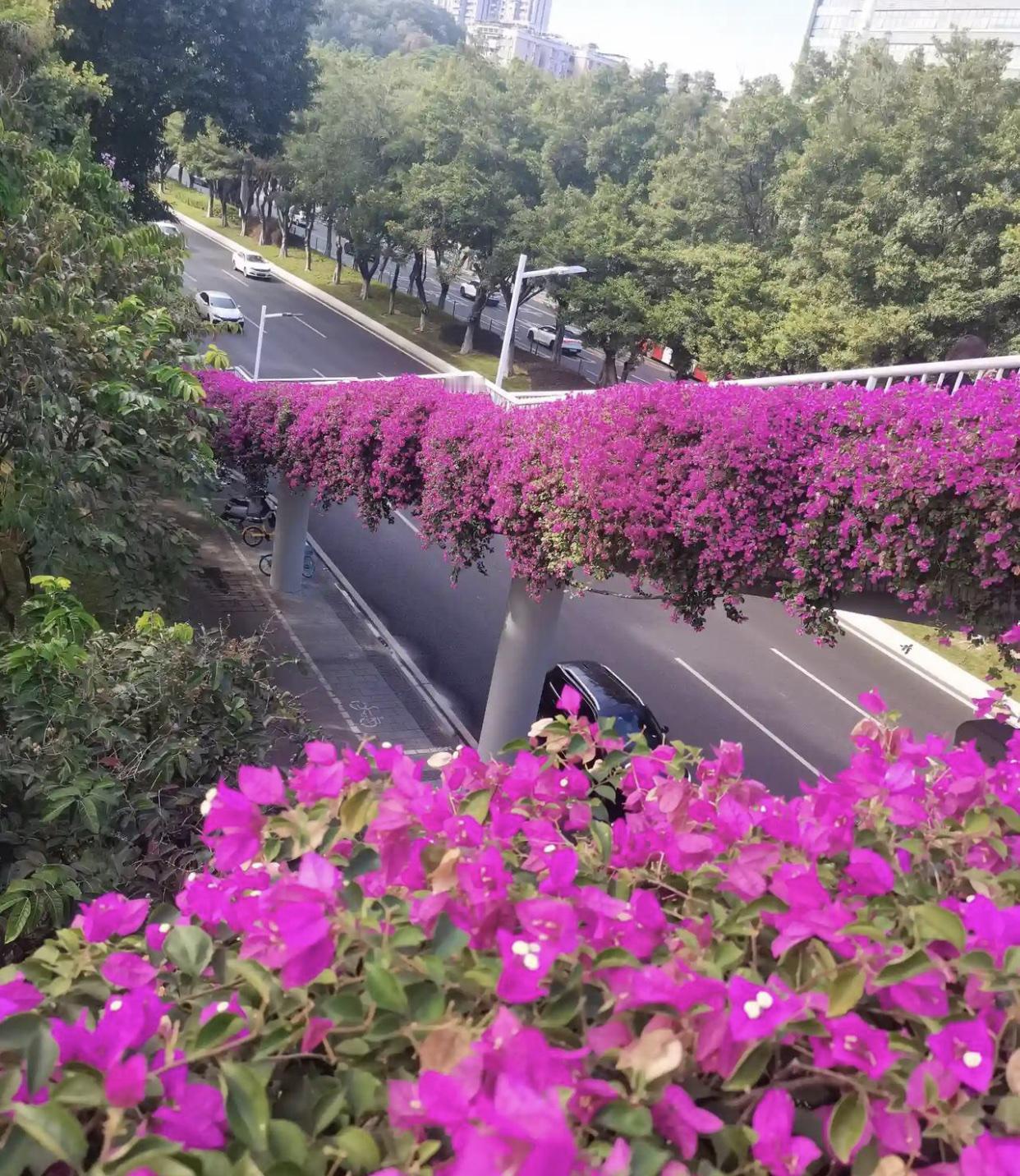 这是广州街景！估计北方目前尚处于“光板无毛”阶段，广州却一片艳丽。广州东风