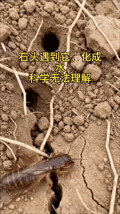 我们叫它地蝲蛄，你们怎么叫？🤔