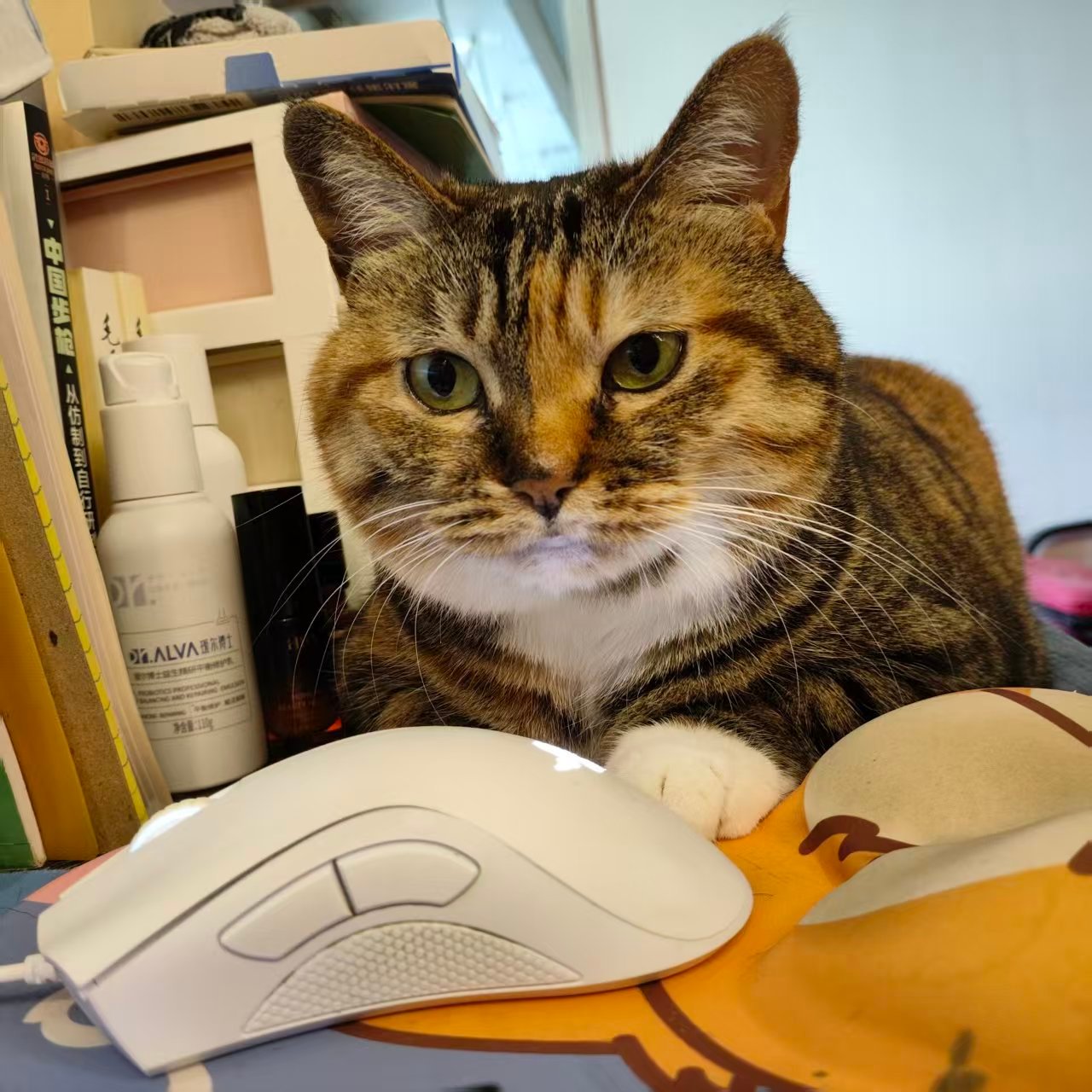盘菜脸小猪咪。​​​