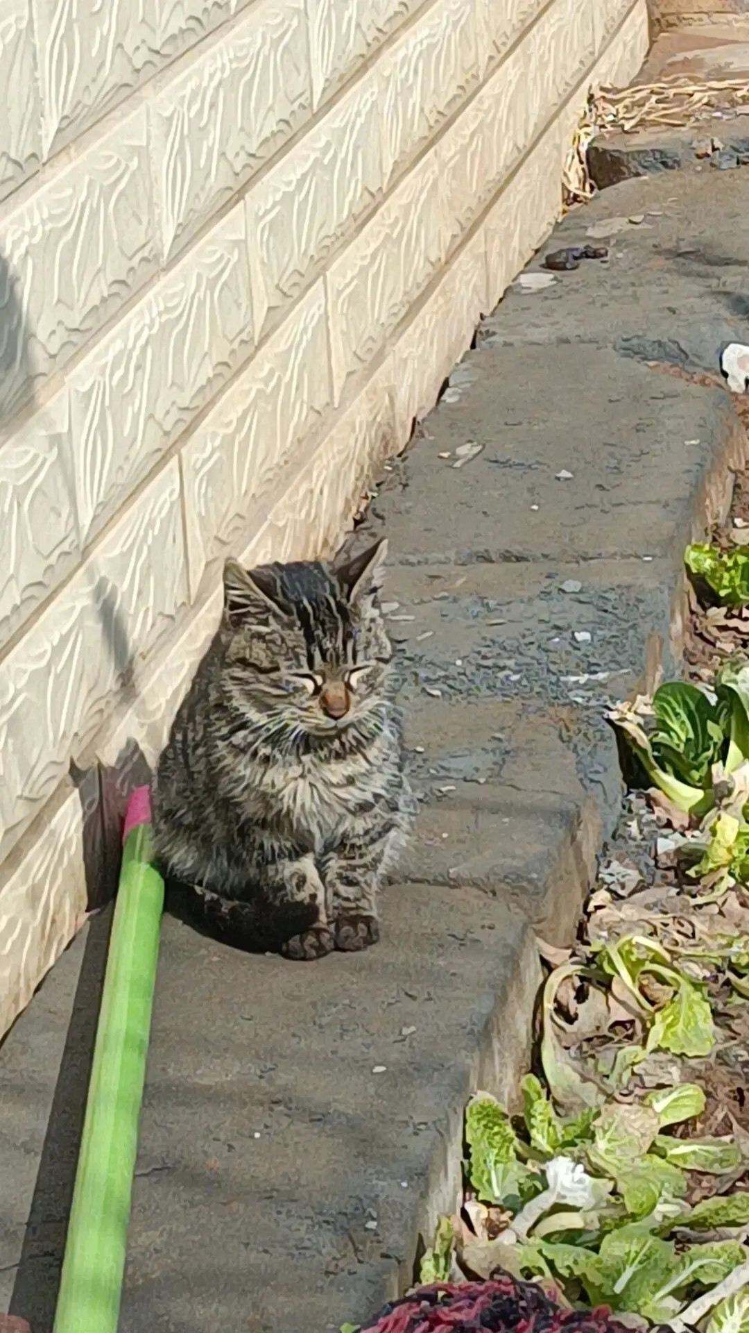 小猫咪！[红脸笑]​​​