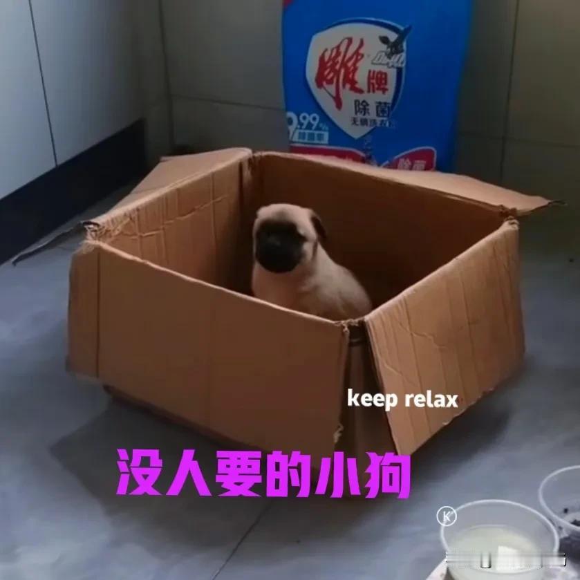 村里邻居家的母狗下了一窝狗崽，眼看小狗就要满月，邻居有些着急了。这么多的小狗，邻