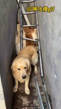 战斗力爆表的狸花猫：小巷子里面4只金毛挤在一起，凑进去一看，原来是几只狗子在欺负