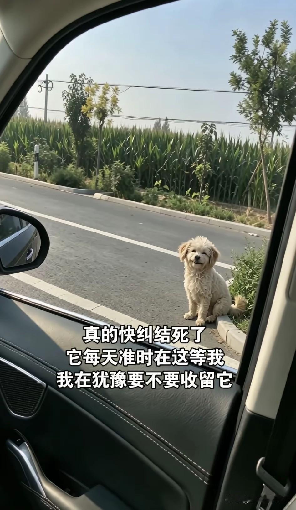 进退两难！流浪狗天天定点等候，女子内心万分纠结😭女子偶然投喂过几次流浪小