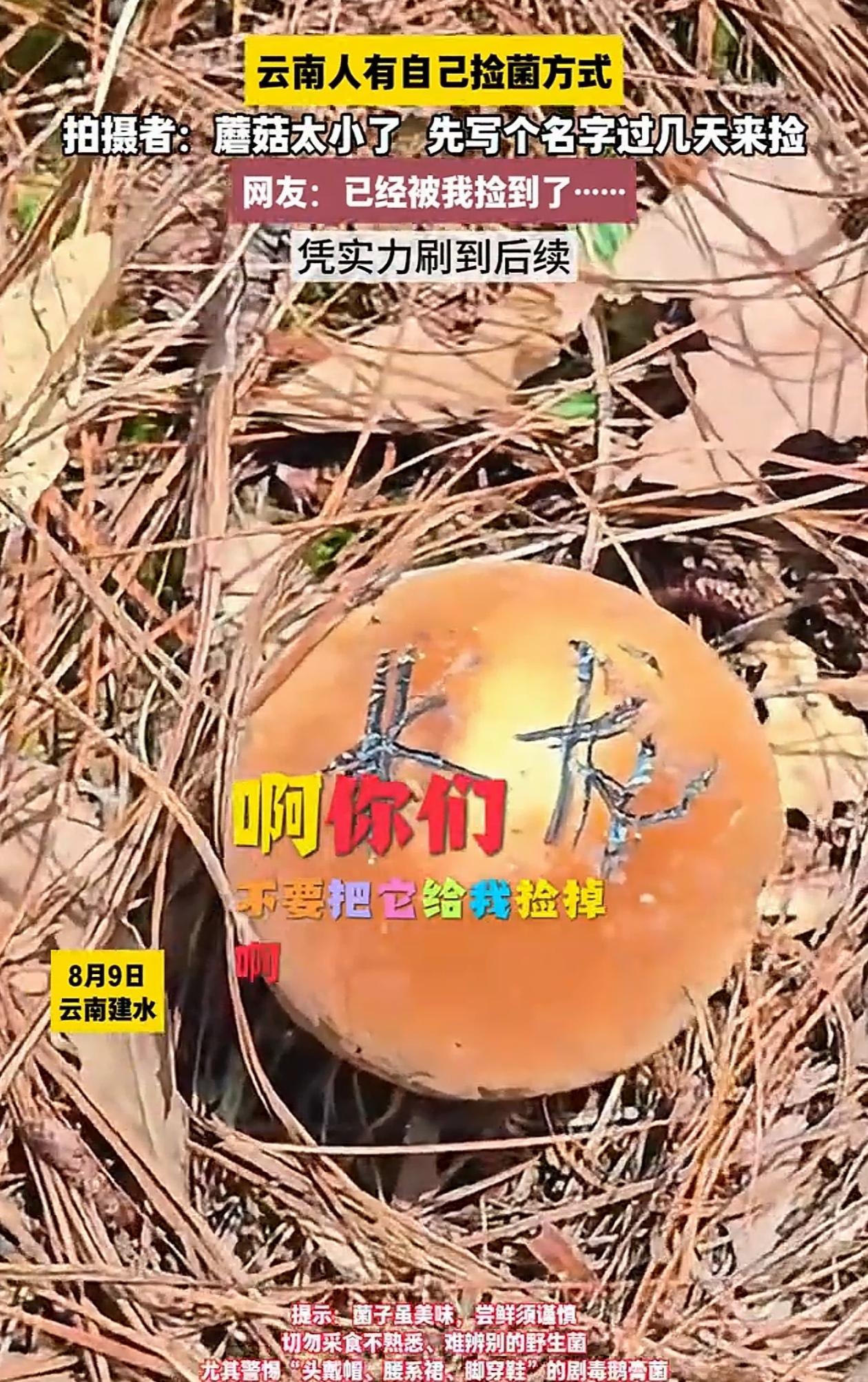 “笑翻了！”云南建水，男子上山发现一颗很漂亮的野生菌，奈何还没长大不能摘，于是他