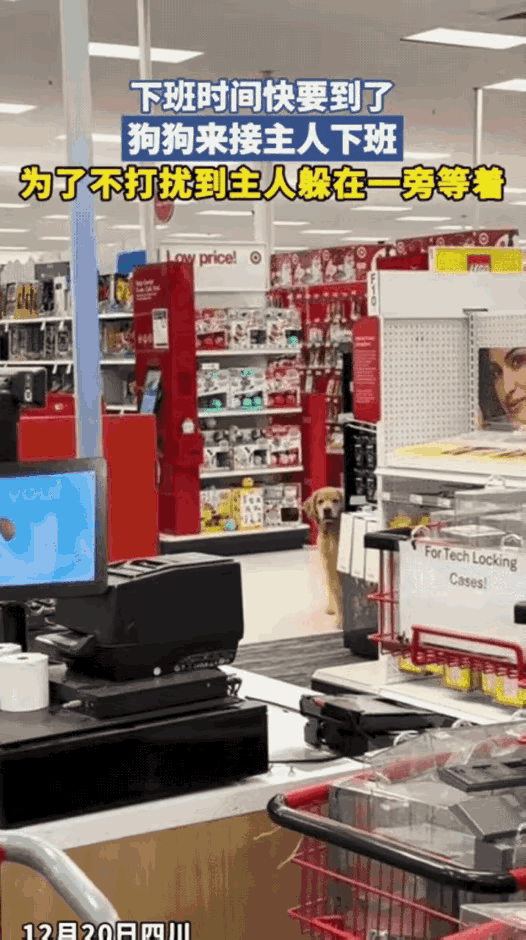 泪目！一女子在超市上班，快到下班点，一只狗悄悄钻进门口，贴着墙根站着，不叫不动，