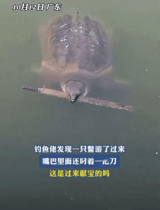 广东钓友这波操作，直接把钓鱼界的“离谱天花板”给捅破了！钓鱼钓出主动送上门的甲鱼