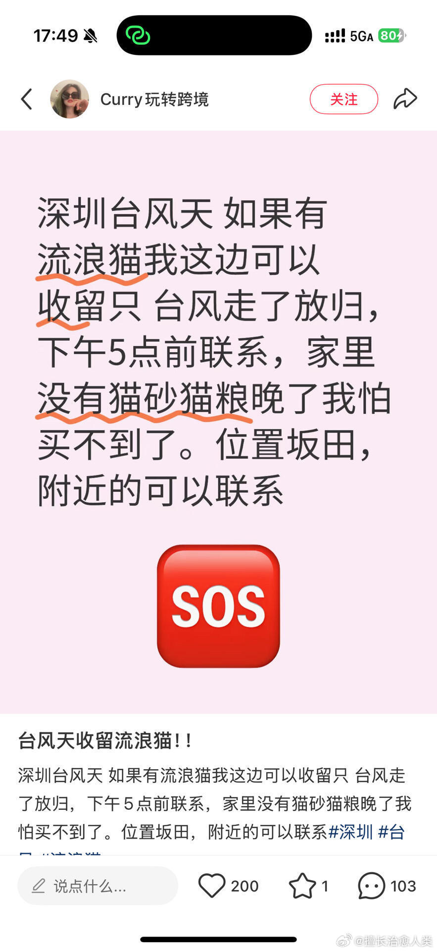 桦加沙来临前大家都在捡流浪猫