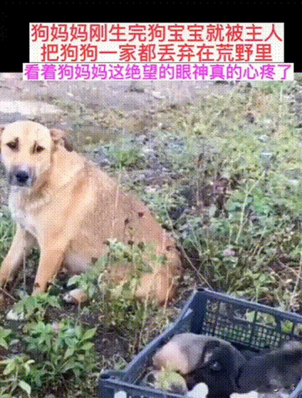 泪目了！这天一位大叔骑着三轮车去地里干活，当他经过一片荒野的时候，看到令人心疼的