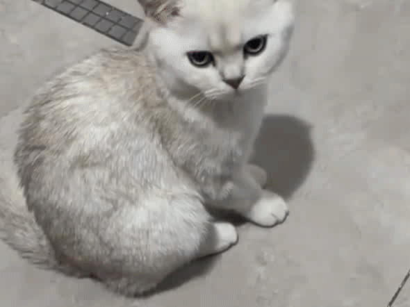 猫界王一啵。。。