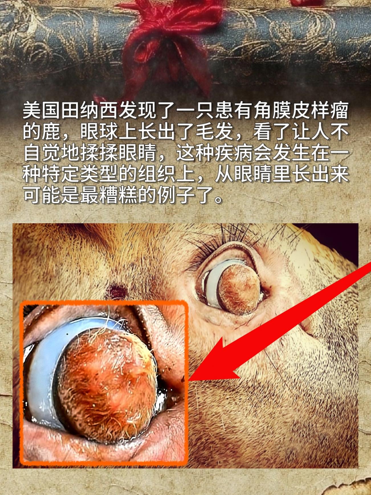 美国田纳西发现了一只患有角膜皮样瘤的鹿，眼球上长出了毛发，看了让人不自...