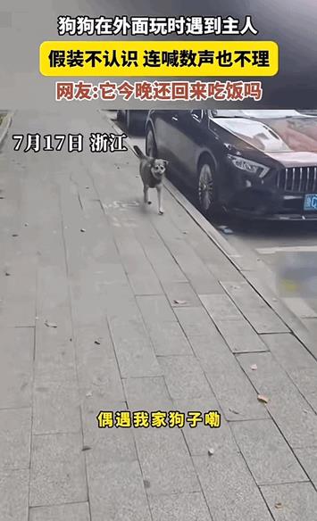 这是“心机狗”！浙江，男子下班在小区楼下偶遇自己家狗狗，就在后面喊了几声，结果越