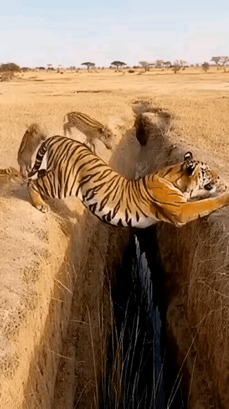 这老虎也太厉害了，给野猪当桥，野猪是他的孩子吗？[捂脸哭][捂脸哭][捂脸哭][捂脸