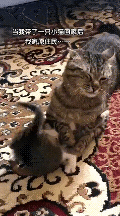 我家的狸花猫养了七八年，它已经把这个家当场了自己的领地，把自己当成了这个家庭中唯