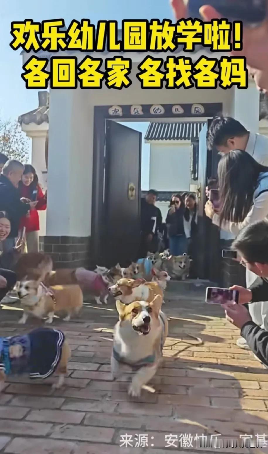 娃子们放学了，家长们都在幼儿园门口等着接自己的孩子回家。有人说人不能吃太饱，狗娃