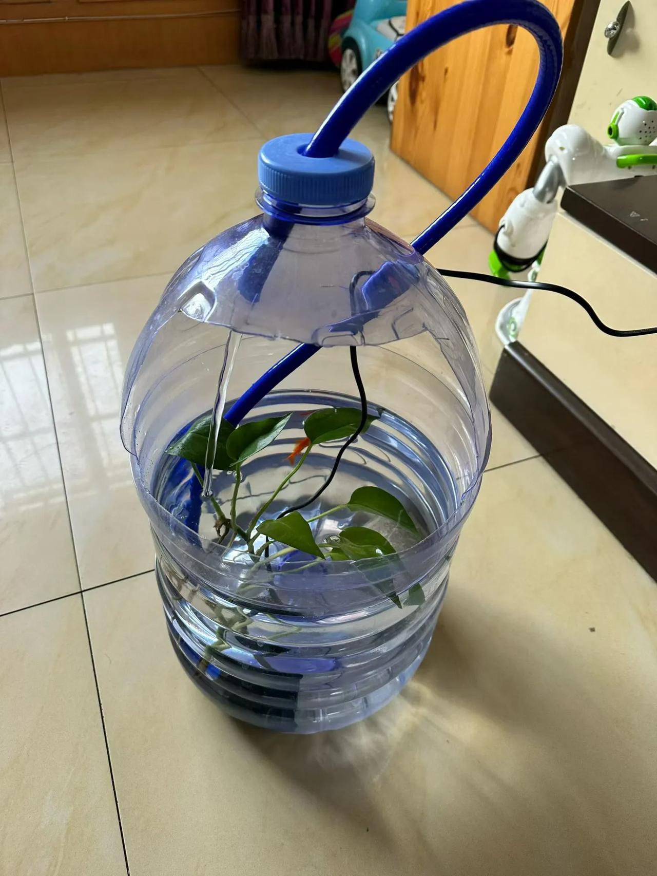 十几天前，做了一个养鱼的简易装置，养的还挺好。